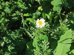 Glebionis coronaria
