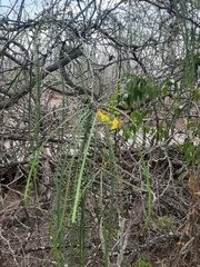 Parkinsonia aculeata