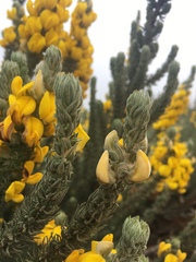 Aspalathus shawii shawii