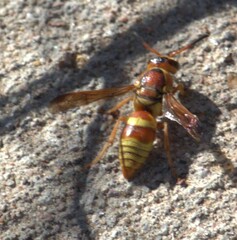 Euodynerus pratensis