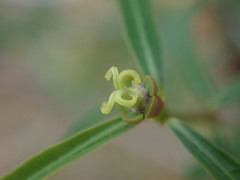 Euphorbia randrianijohanyi image