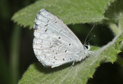 Celastrina humulus