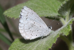 Celastrina humulus