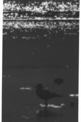 Chroicocephalus ridibundus