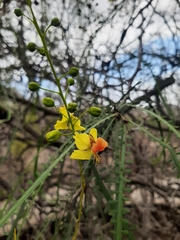 Parkinsonia aculeata