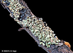 Menegazzia globulifera