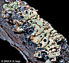 Menegazzia globulifera