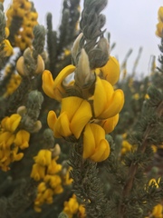 Aspalathus shawii shawii