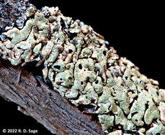 Menegazzia globulifera