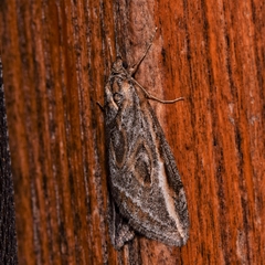 Chesias legatella