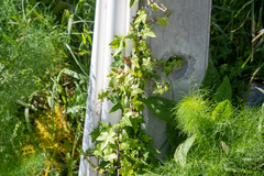 Hedera