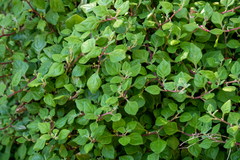 Tetragonia