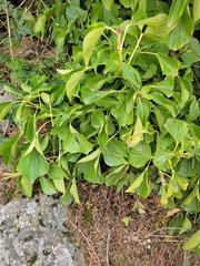 Hedera