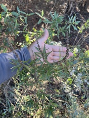 Ambrosiinae