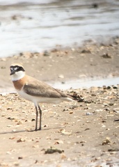 Charadrius mongolus