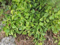 Hedera