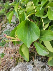 Hedera
