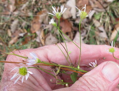 Erigeron annuus