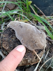 Auricularia polytricha