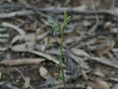 Pterostylis elegantissima