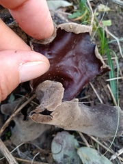 Auricularia polytricha