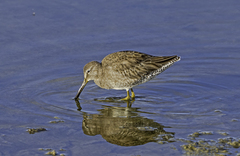 Limnodromus scolopaceus