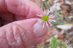 Erigeron annuus