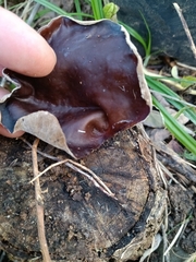Auricularia polytricha