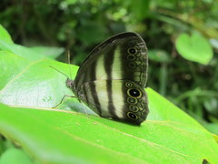 Pareuptychia hesionides
