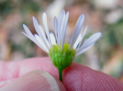 Erigeron annuus