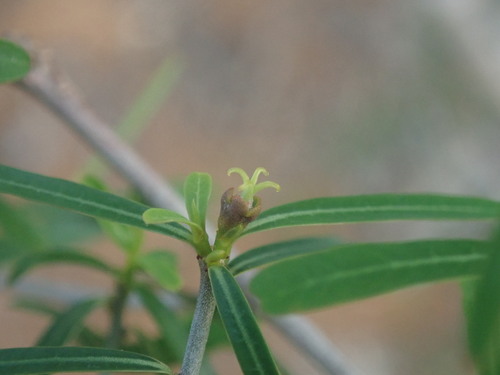 Euphorbia randrianjohanyi