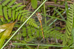 Hemicordulia continentalis