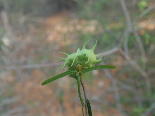 Euphorbia randrianijohanyi image