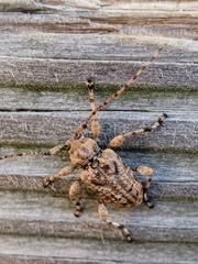 Leptostylopsis terraecolor