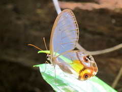 Haetera piera