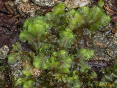 Pellia neesiana