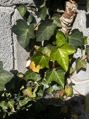 Hedera helix