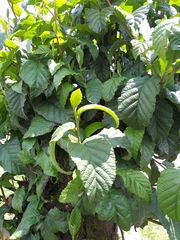 Alnus acuminata