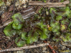 Pellia neesiana