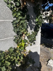 Hedera helix