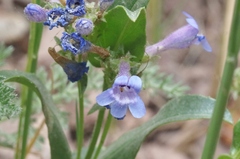 Penstemon virens