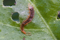 Henia vesuviana
