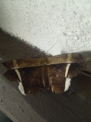 Hemeroblemma mexicana