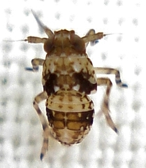 Delphax pulchellus