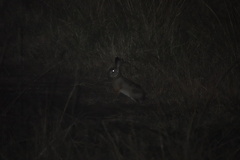 Lepus victoriae