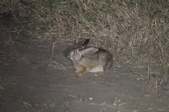 Lepus victoriae