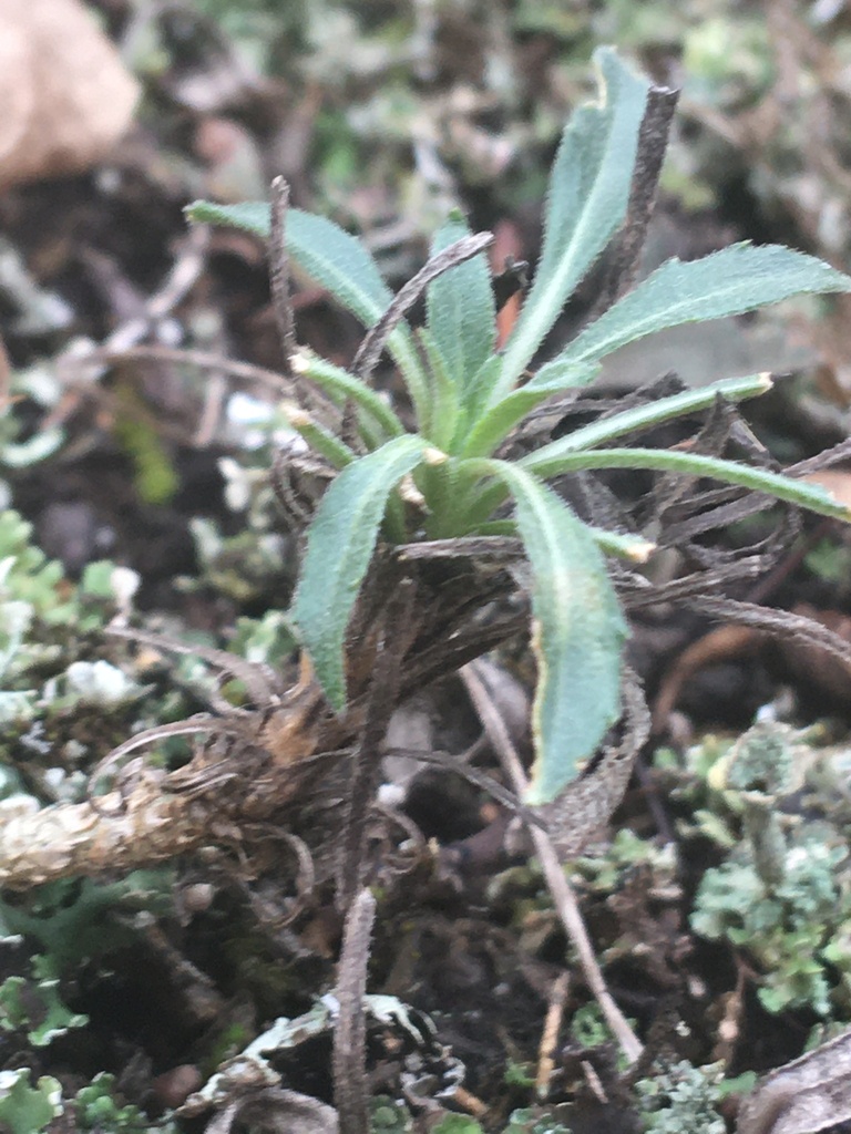 Graham's Rockcress from Scott County, MN, USA on November 13, 2022 at ...
