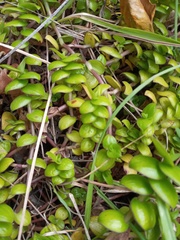 Crassula moschata