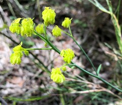 Glischrocaryon behrii