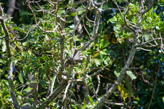 Rhipidura fuliginosa